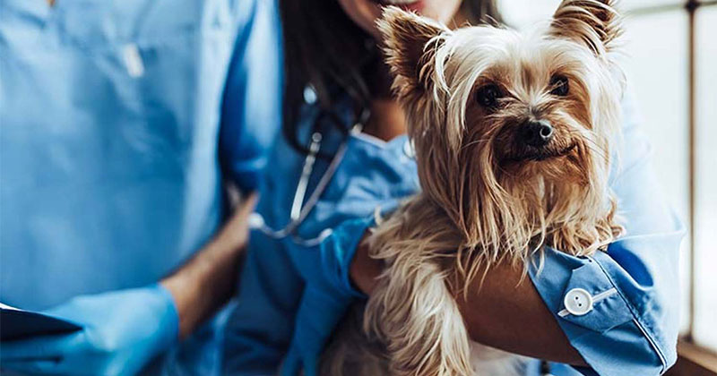 Importance of Vaccination to Keep Pet Healthy