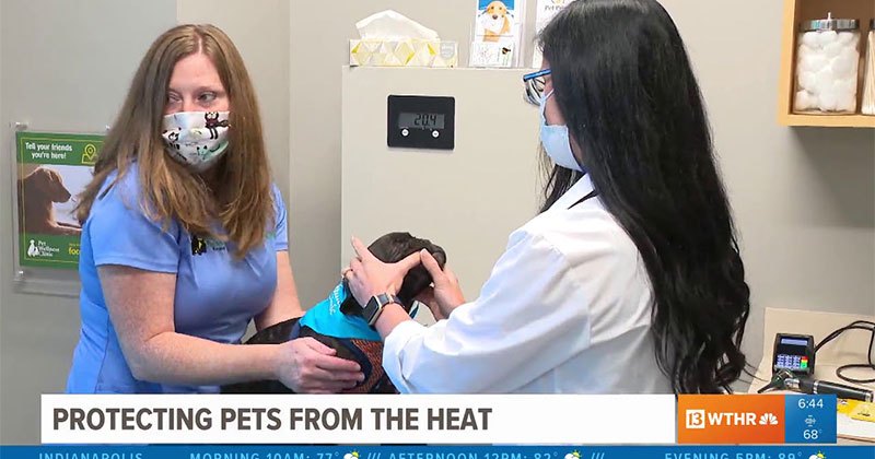 Protecting Pets from the Heat