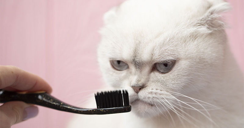 Why Get Your Pet  A Dental Cleaning Appointment?