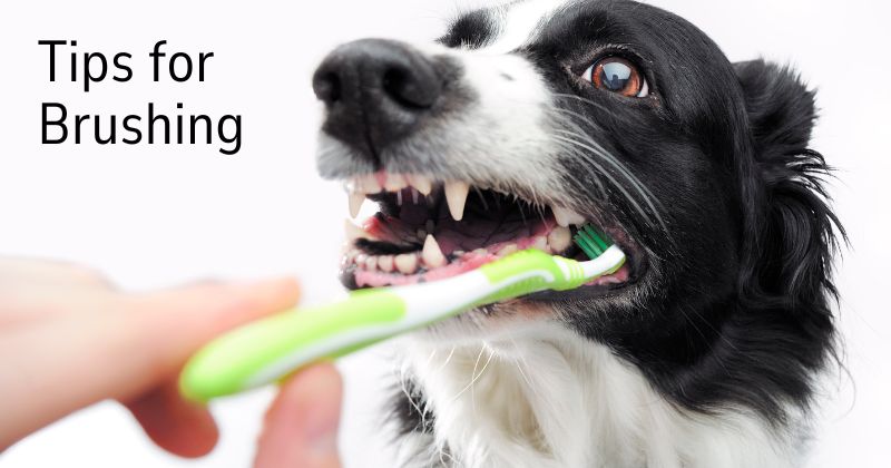 Dental Health: Brushing your Dog’s Teeth