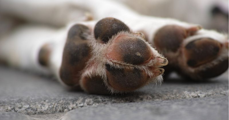 Canine Foot Care 101: 4 Things You Need to Know