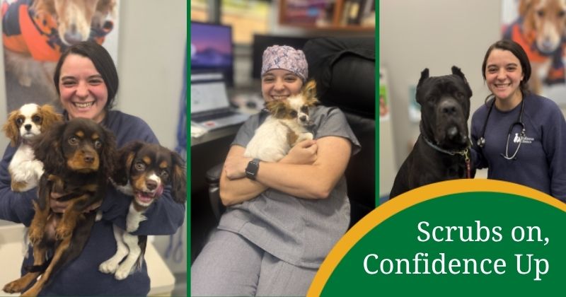 The PWC Veterinary Externship Experience