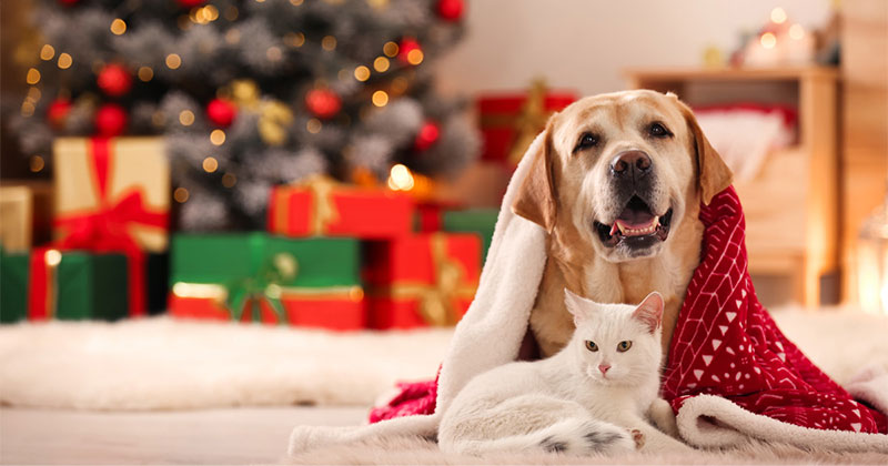 Keep Pets Safe While Decking the Halls