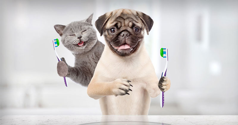 February is National Pet Dental Health Month