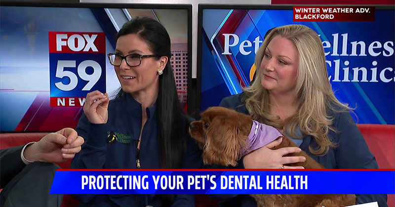 Dental Health for Your Pets with Fox 59