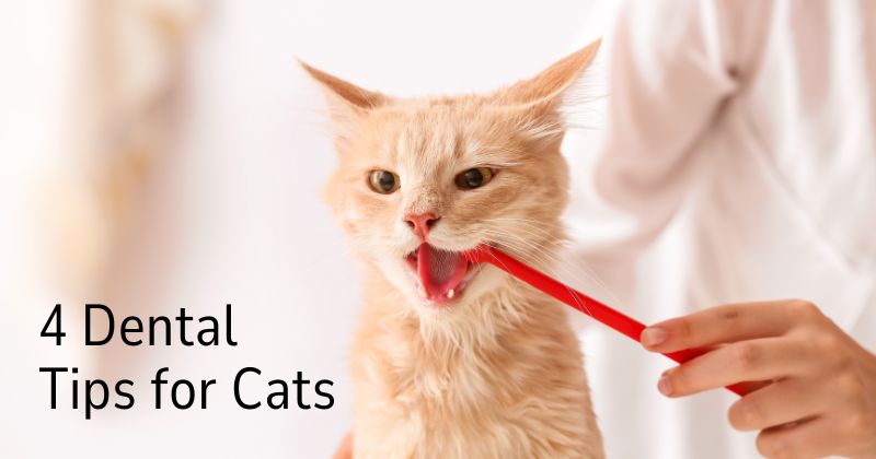 Pet Dental Tips for Cats