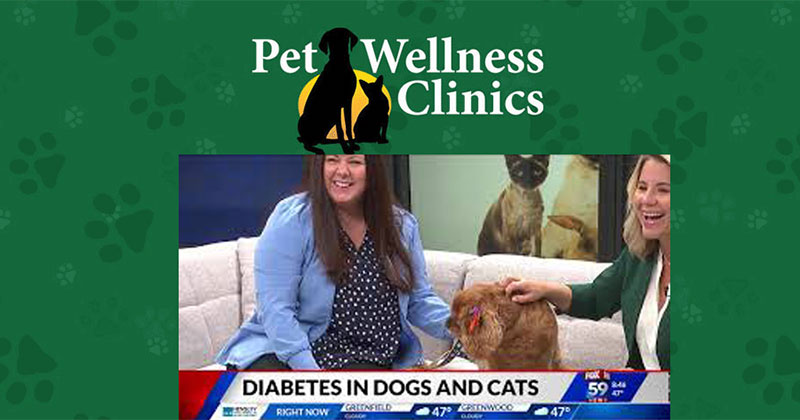 Diabetes Signs and Treatment for Pets