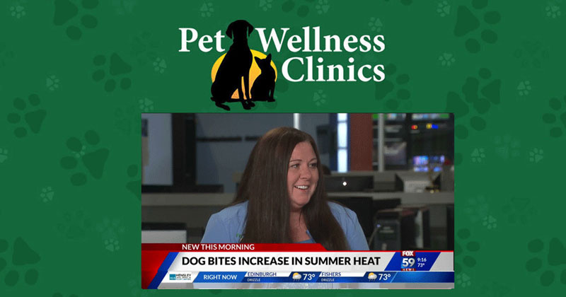 Dog Bites Increase in Summer Heat