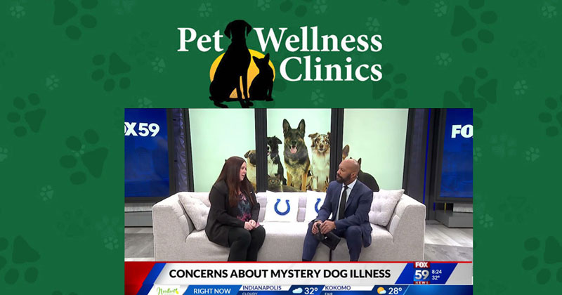 Respiratory Illness in Dogs