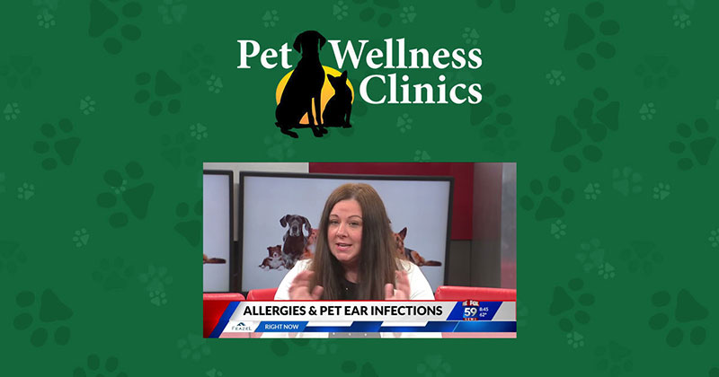 Pet Allergies and Ear Infections