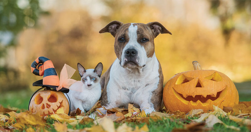 Pet Safety During Halloween Hype