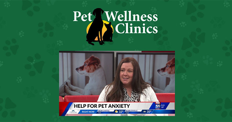 Increase in Pet Anxiety Levels