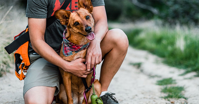 Keeping Your Pets Safe from Tick Bites