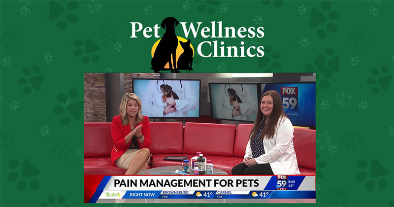 Managing Pain in Your Pets