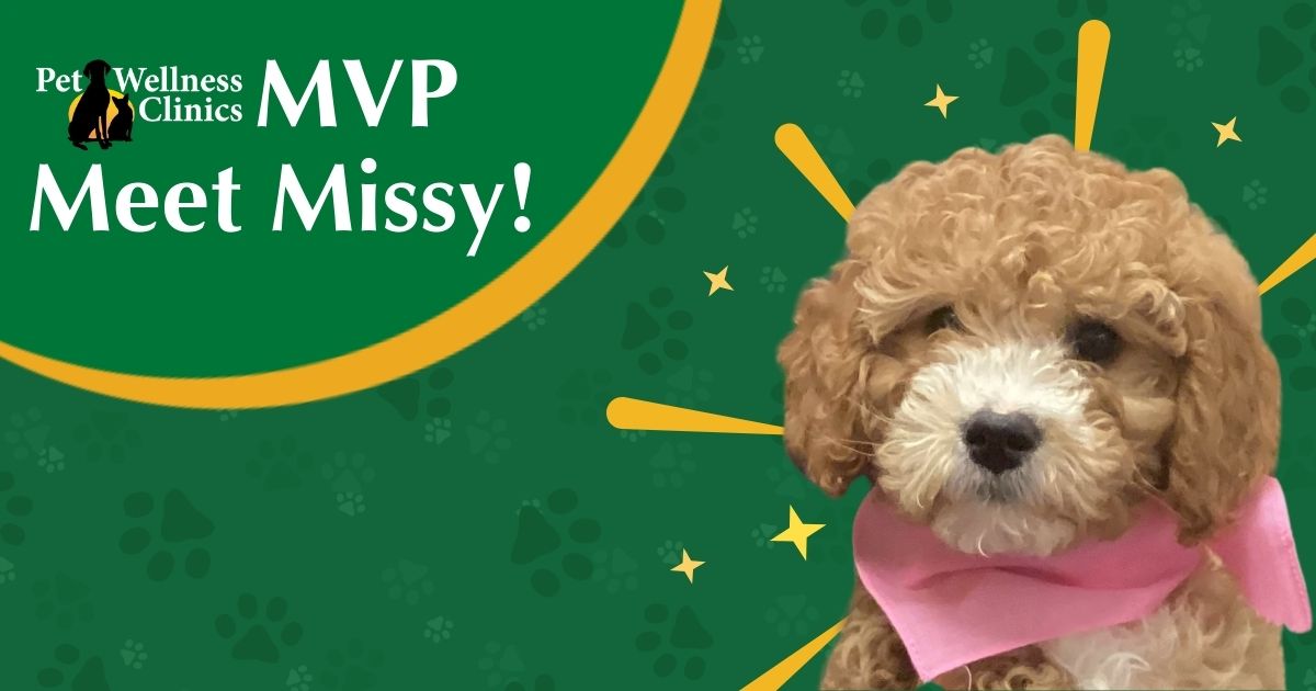 Meet Missy! April's MVP.