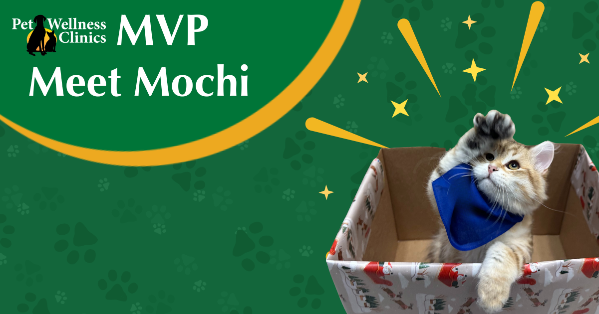 Meet Mochi! December's MVP.