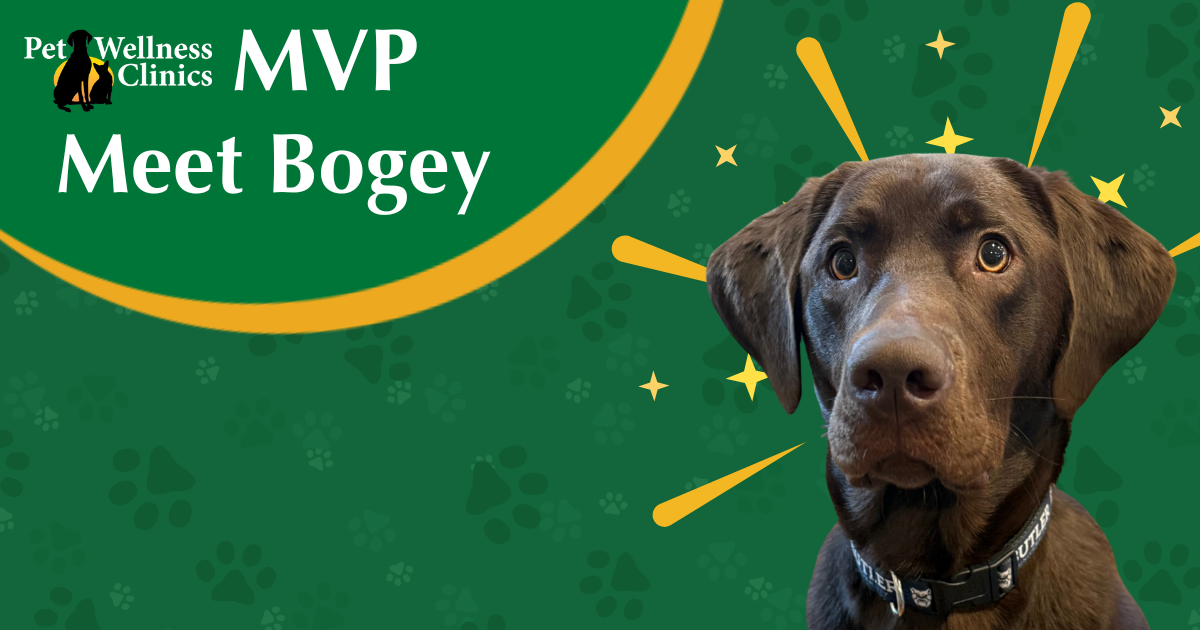 Meet Bogey! September's MVP.