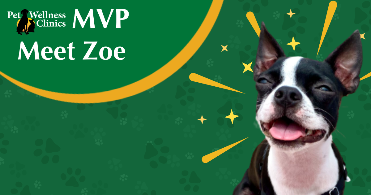 Meet Zoe! October's MVP.