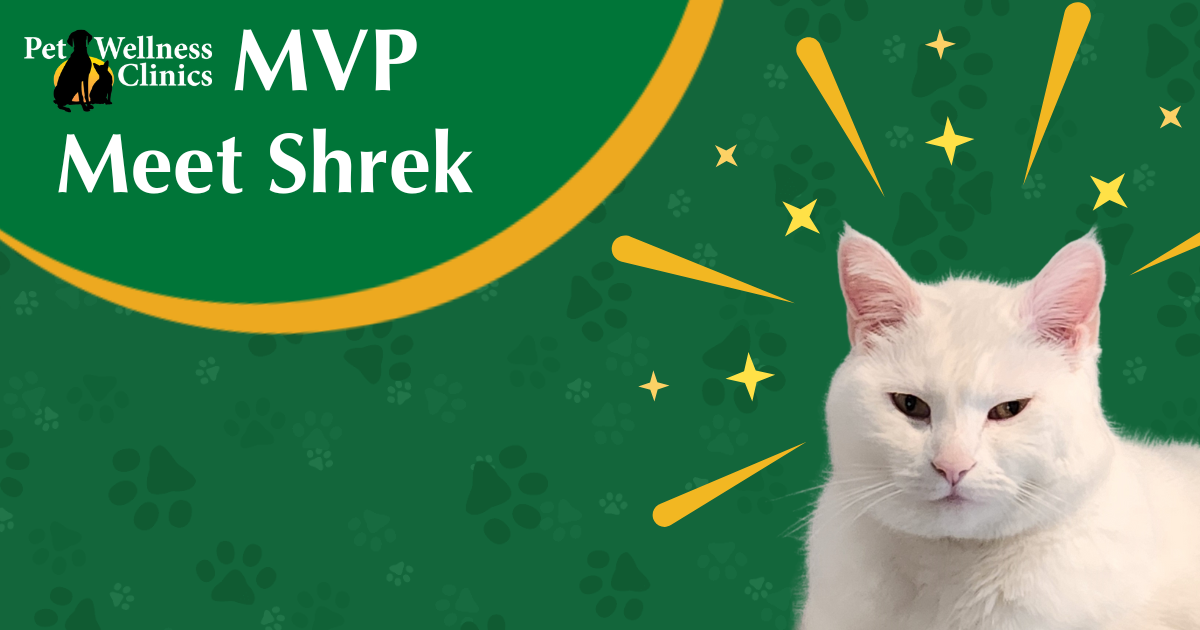 Meet Shrek! November's MVP.