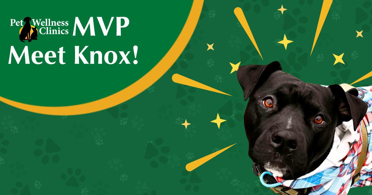 Meet Knox! June's MVP.