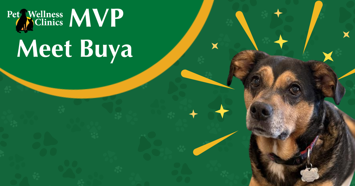 Meet Buya! August's MVP.