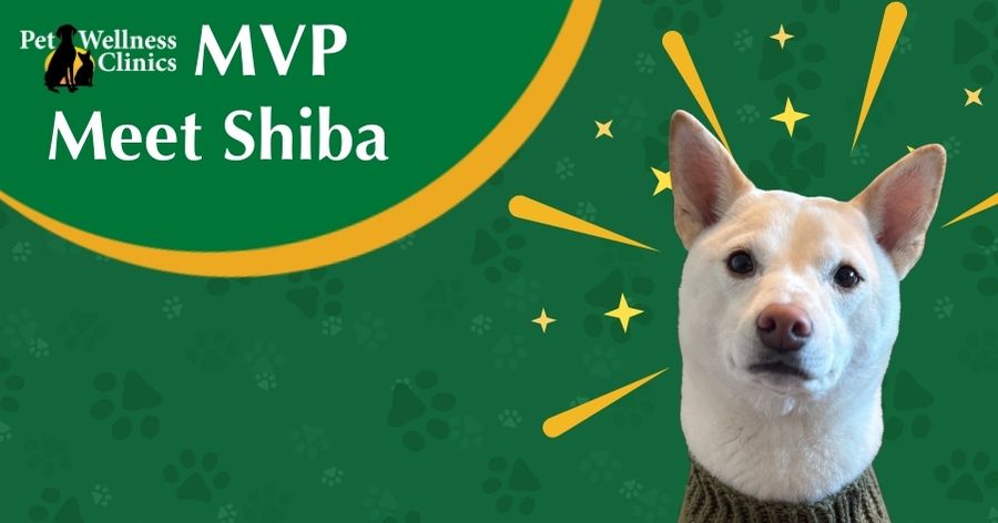Meet Shiba! January's MVP