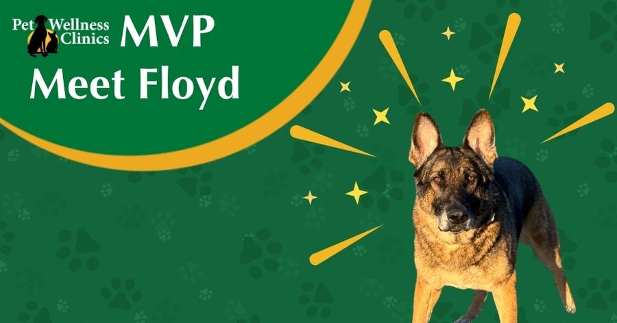 Meet Floyd! April's MVP