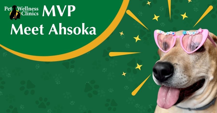 Meet Ahsoka! July’s MVP