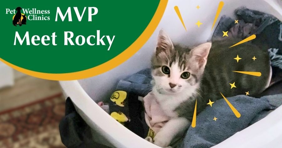 Meet Rocky! August’s MVP