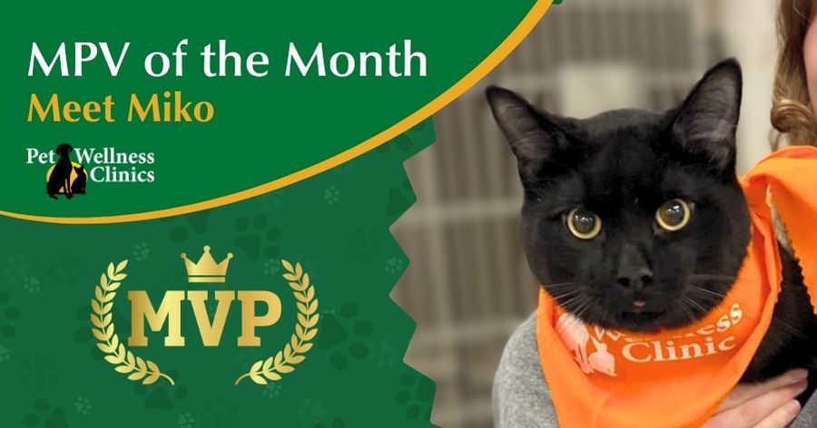 Meet Miko, Our October Pet of the Month