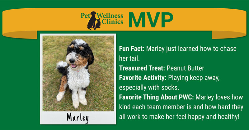 Meet Marley! MVP for January 2025