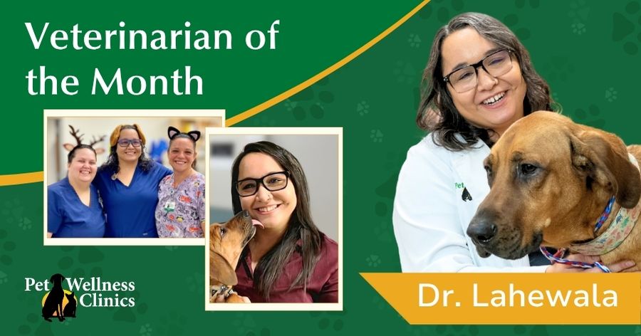 Dr. Dinaz Lahewala ~ July's Vet of the Month