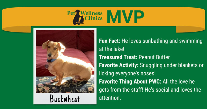 Meet Buckwheat: Our Most Valuable Pet for December!