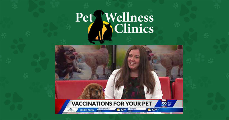 Must-Have Vaccinations for Your Pet