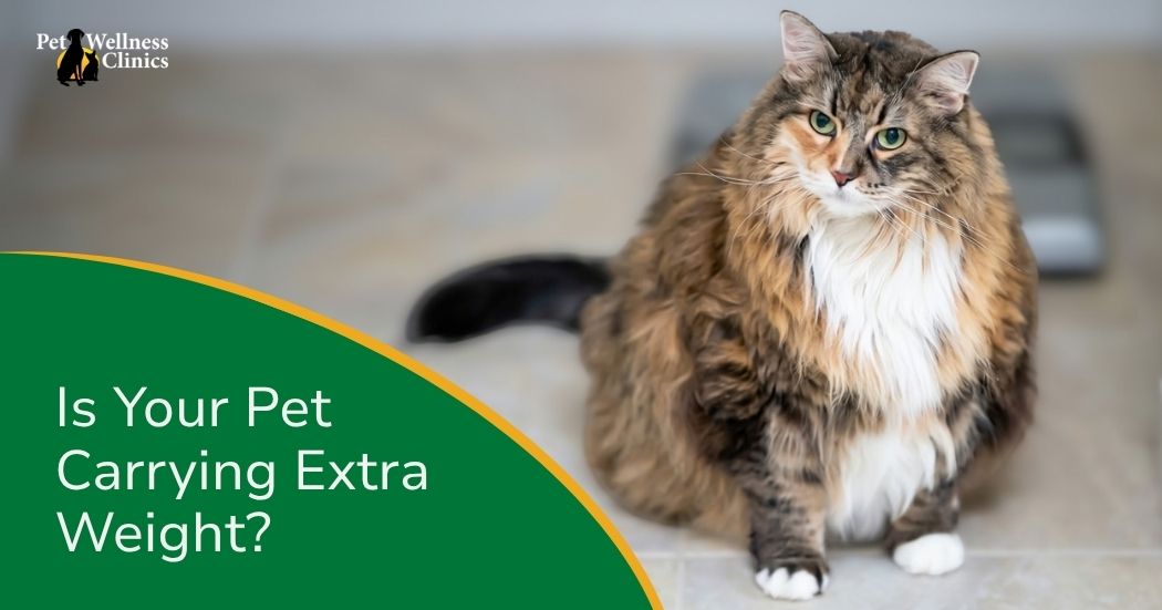Obese Cat? Chubby Pup? You're Not Alone