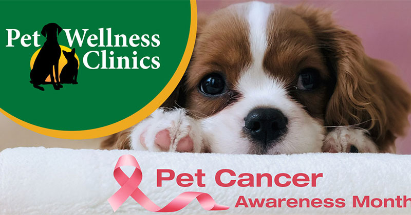 Pet Cancer: Signs to Spot and Steps to Take