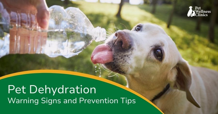 How to Detect and Deal with Dehydration
