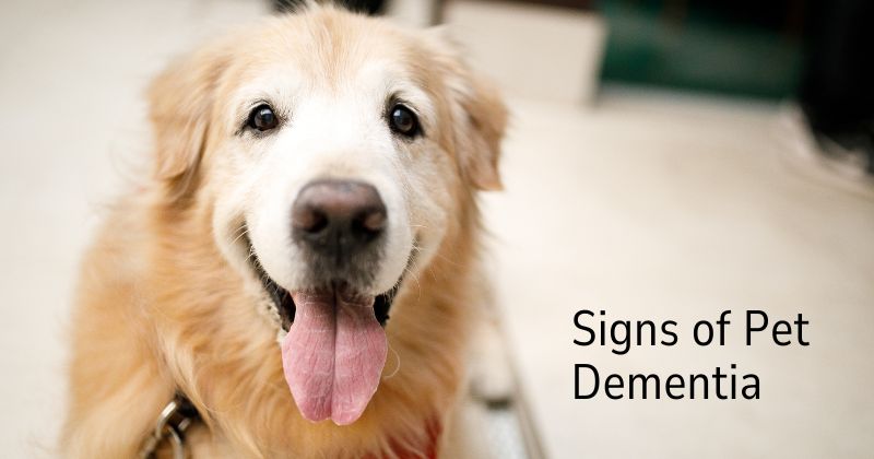 How To Prevent Pet Dementia