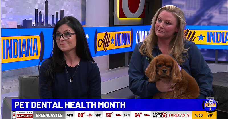 National Pet Dental Health Month with WISH-TV