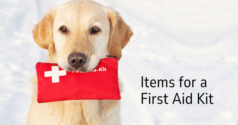 The Basics of Pet First Aid