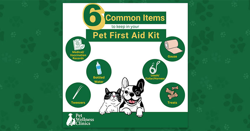 First Aid for Your Furry Friend