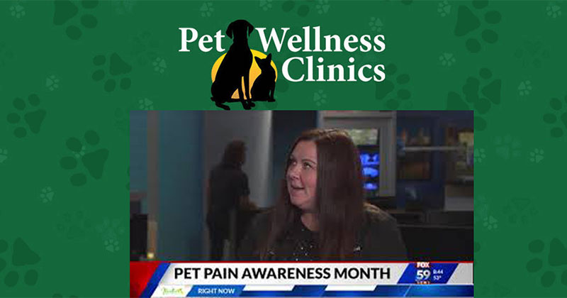 Options for Treating Pet Pain