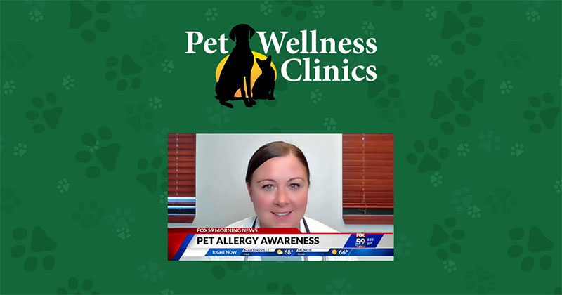 Diagnosing and Treating Allergies in Pets