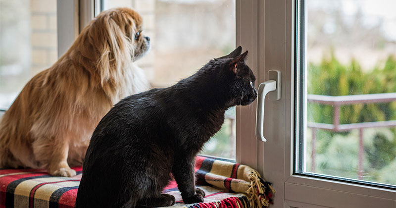 Preparing Your Pet for Separation Anxiety