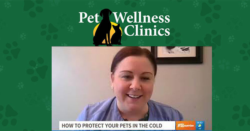 Protect Your Pet in Cold Weather