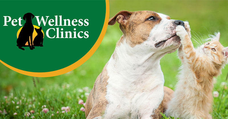 Preventive Care for Pet Wellness Month