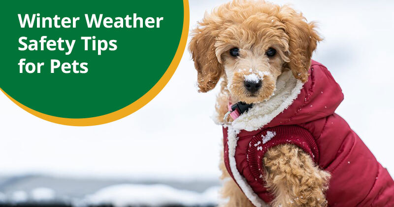 Winter Weather Safety Tips for Pets