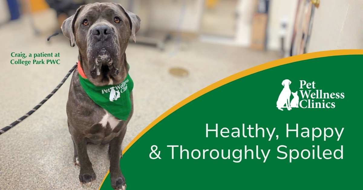 Spoiling Your Dog: Vet Approved Ways to Go All Out
