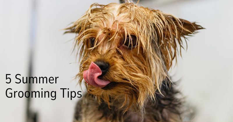 Summer Grooming Tips for Dogs