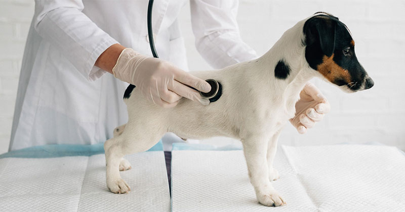 Top 5 Checks at Your Dog’s Annual Vet Visit